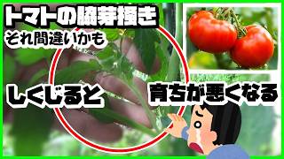 トマト栽培 その❝脇芽掻き❞間違えるとトマトが育ちません