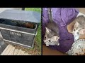 Couple Was Walking Down The Street When They Heard Kitten Cries And Knew They Had To Help