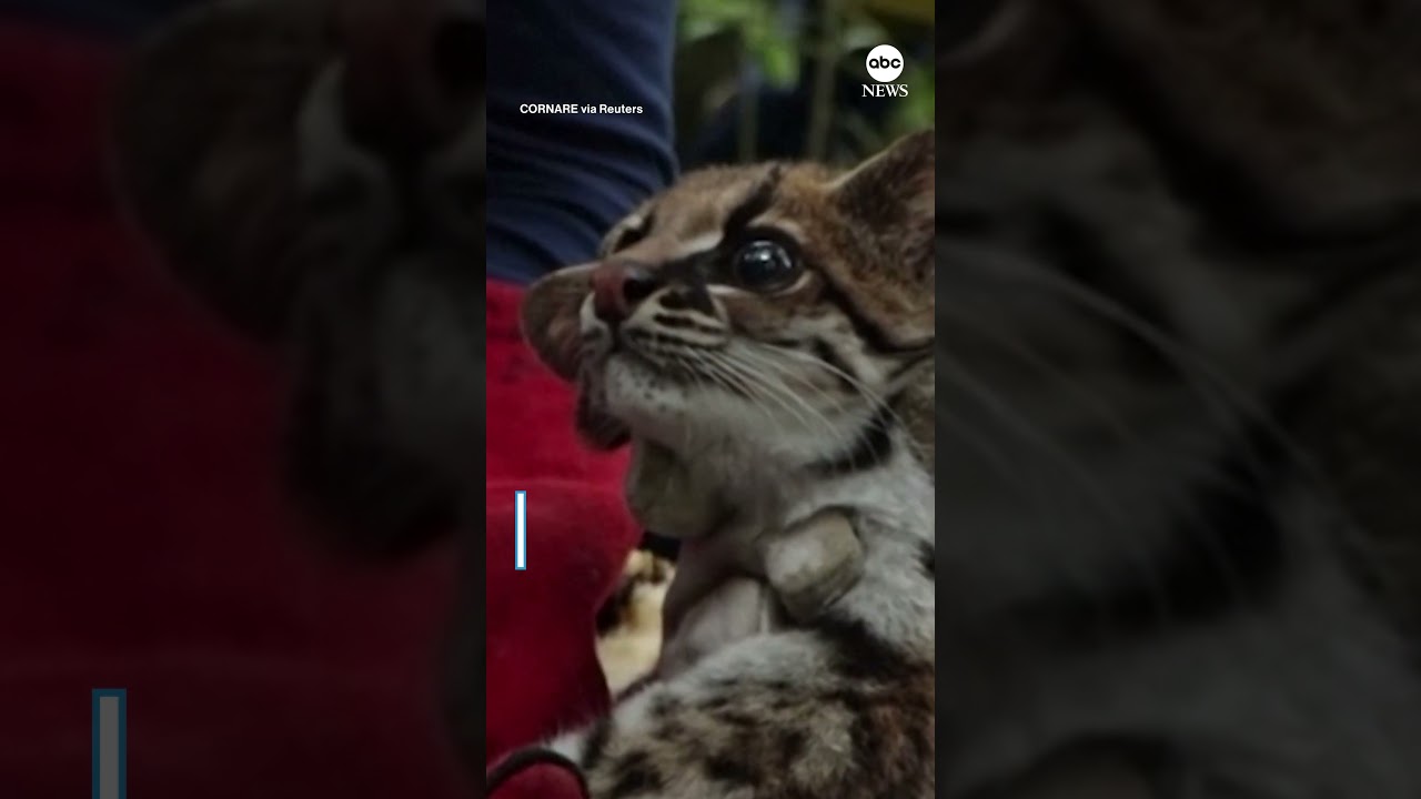 Oncilla released into natural habitat after rescue from wildlife smugglers in Colombia