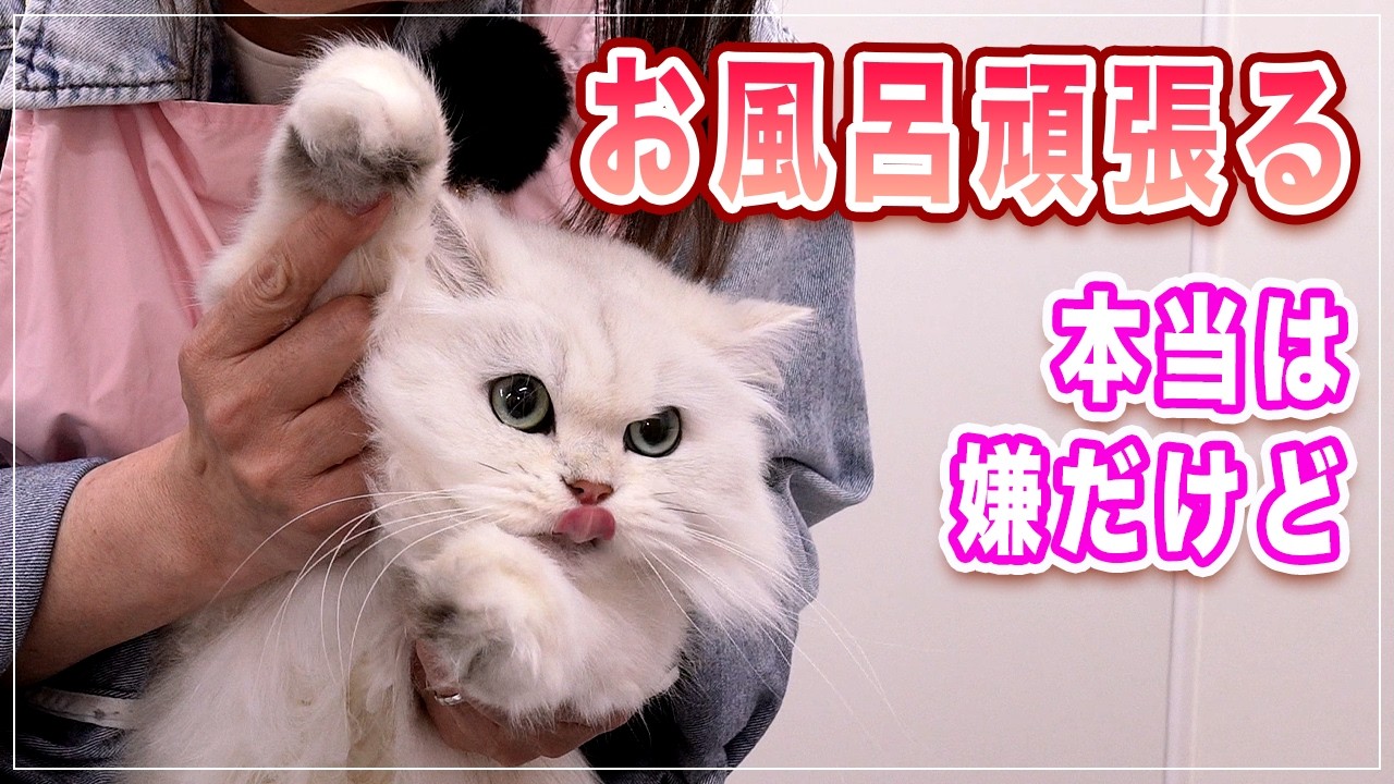 12.88キロの大型猫』をプロがシャンプーした結果…素敵すぎる『仕上がり