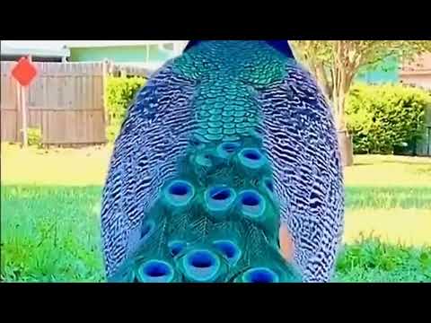 يانسمة هب ت صبـاح الجمعة