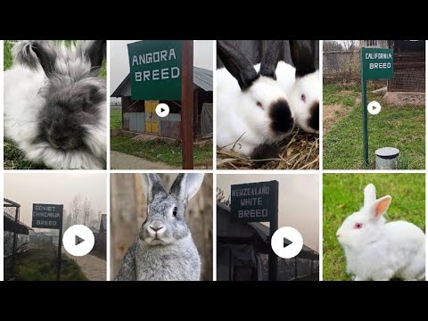 Rabbit Farm in kashmir. A day trip on the farm. Different colour ...