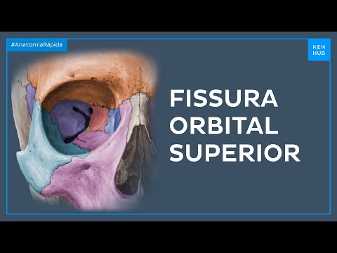 Fissura orbital superior - Anatomia Fácil | Kenhub