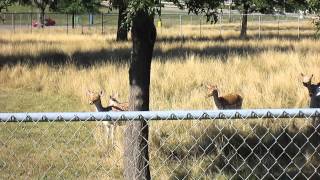 Deer in Brookfield, Missouri
