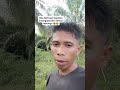 Semua salah di mata termul, kenapa yg benar di mata termul cuma ijajah Palsu #shorts #ijasahpalsu