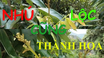 Kỹ thuật làm hoa, quả vải U Hồng của Leo Văn Minh.