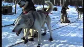 &quot;Клуб путешественников&quot; на Аляске и в Китае.