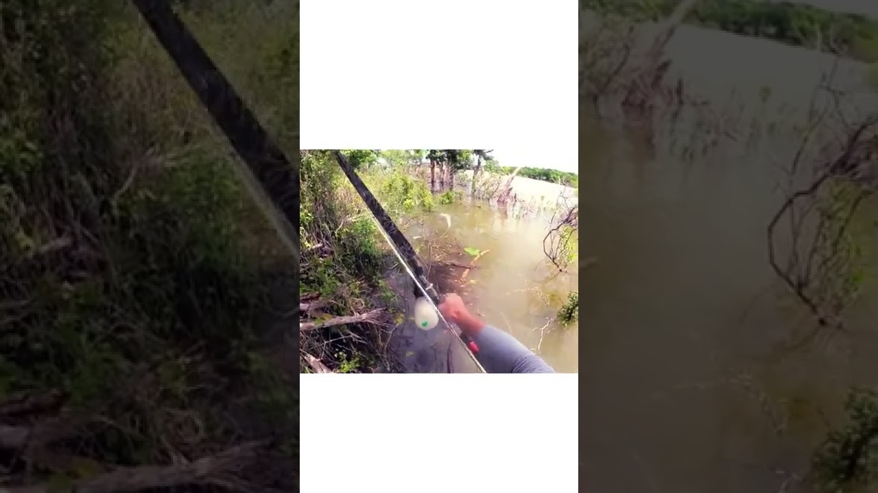 Bowfishing a big grass carp 