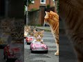 安全確認をする猫の前を暴走子猫たちが横切っていく