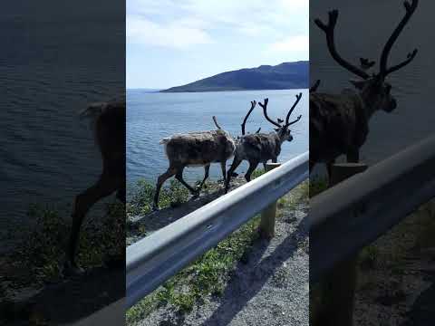 Reindeer in Norway Nordcap.