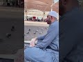 #madina #bayan #madina #birds #islamicholycities #makkah #love #madinekibaatein #makkahmadina
