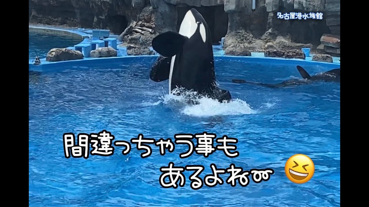 みんなで公開トレーニング♡   ５/２５　　　　名古屋港水族館