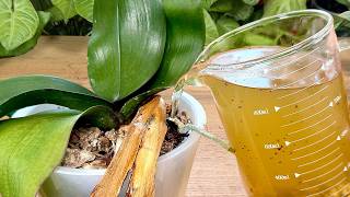 Schatz fr Orchideen! Einfach zu den Wurzeln hinzufgen und selbst die  Schwchsten werden strker