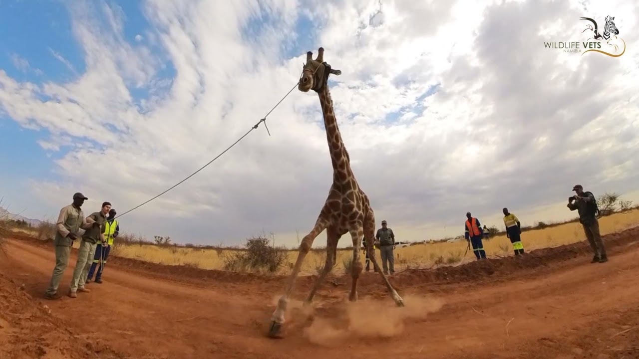 Giraffe relocation to the Erongo Mountain Nature Conservancy, Namibia