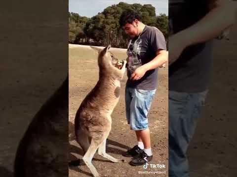 Pet Funny #usa #funny #pet #fyp #wee #funnyvideos Doqlus Video |8344