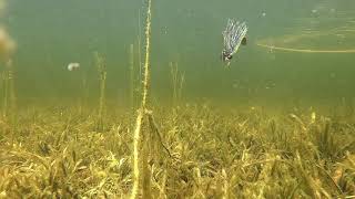 Z-MAN Chatterbait Jack Hammer with Craw Trailer Underwater Video Footage