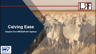 Calving Ease Tipsheet