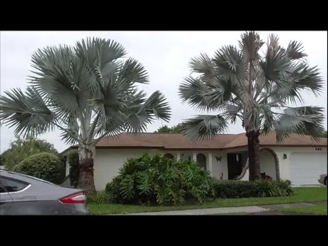 Video: Vanding af en ny Bismarck-palme - Hvornår skal du vande Bismarck-palmer, der for nylig er plantet