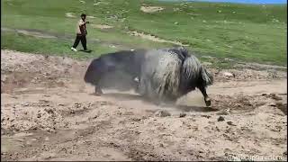 Dominant Yak Challenges Rival in High Mountains | Real Wildlife Behavior Documentary