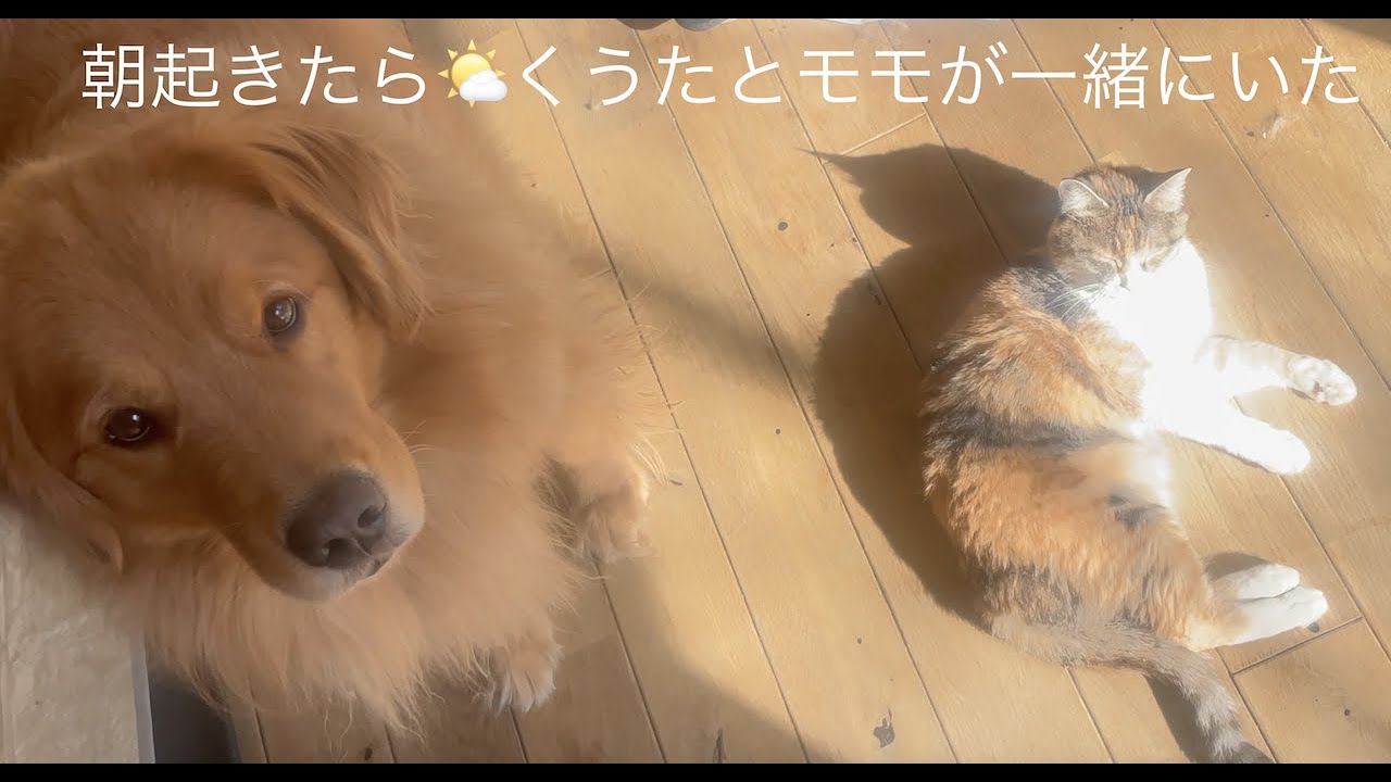 モモ🐈とくうた🐶