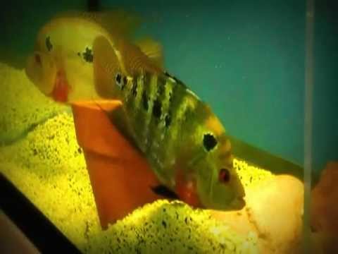 Fish tank 500L Doovi Fish tank 500L Doovi