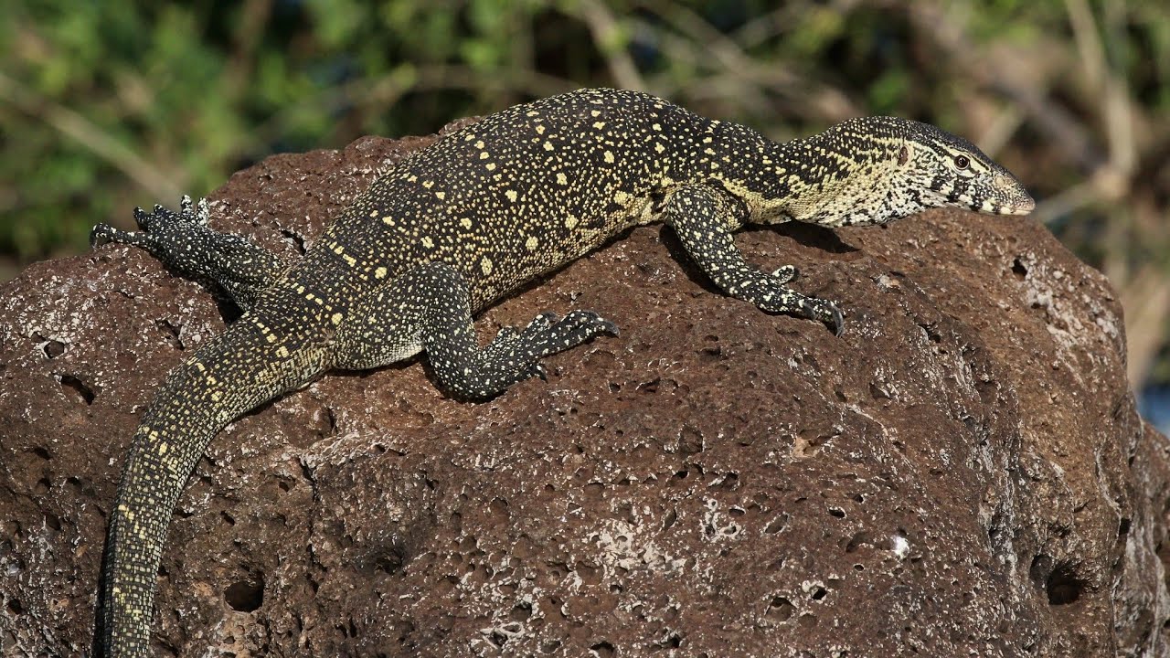 camera iphone 8 plus apk Monitor lizard released by dheeraj hunter