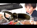【閲覧注意】太陽カブトムシを飼う?【太陽4歳】 Keep a beetle