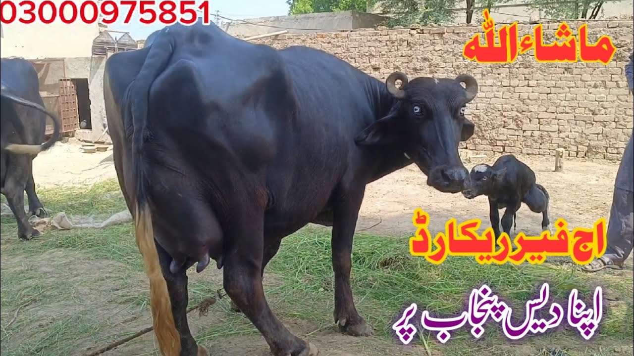 Top Milking pure Nili Buffalo's for sale in punjab pakistan on youtube24 August 2024