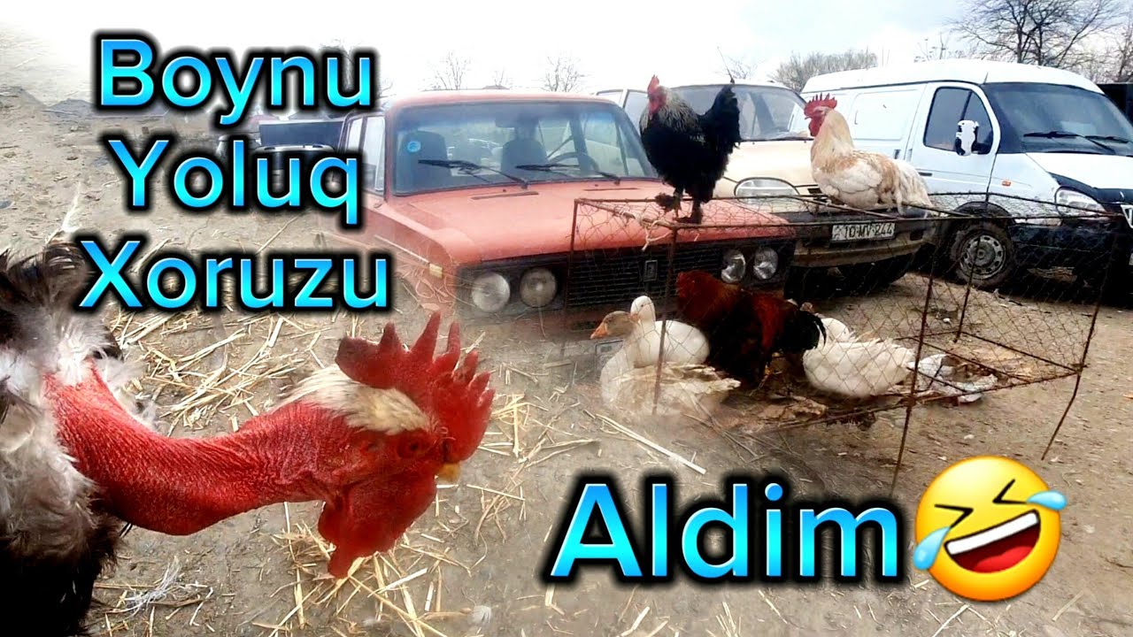 Boynu yoluq(Lüt) Xoruz aldım - Xudat bazarı və qiymətlər - Xudatda Quba alması