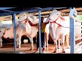 Huge white bulls from Myanmar