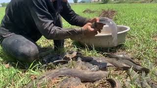 amazing fishing unique! a lots of catch fish in hold underground at meadow catch by hand.mp4