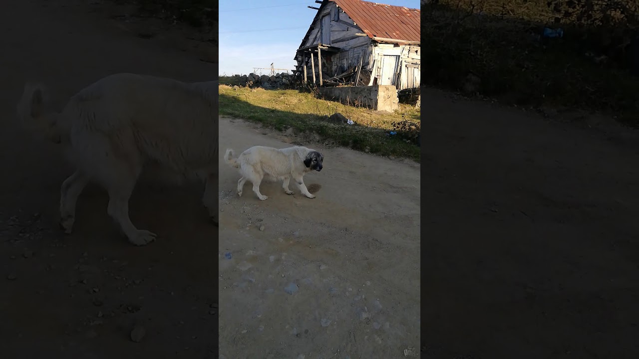 Karadeniz Dağ Köpeği YouTube