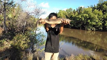 Câu Cá Ngát Sông ( tập 1) - Minh Quê Vlog