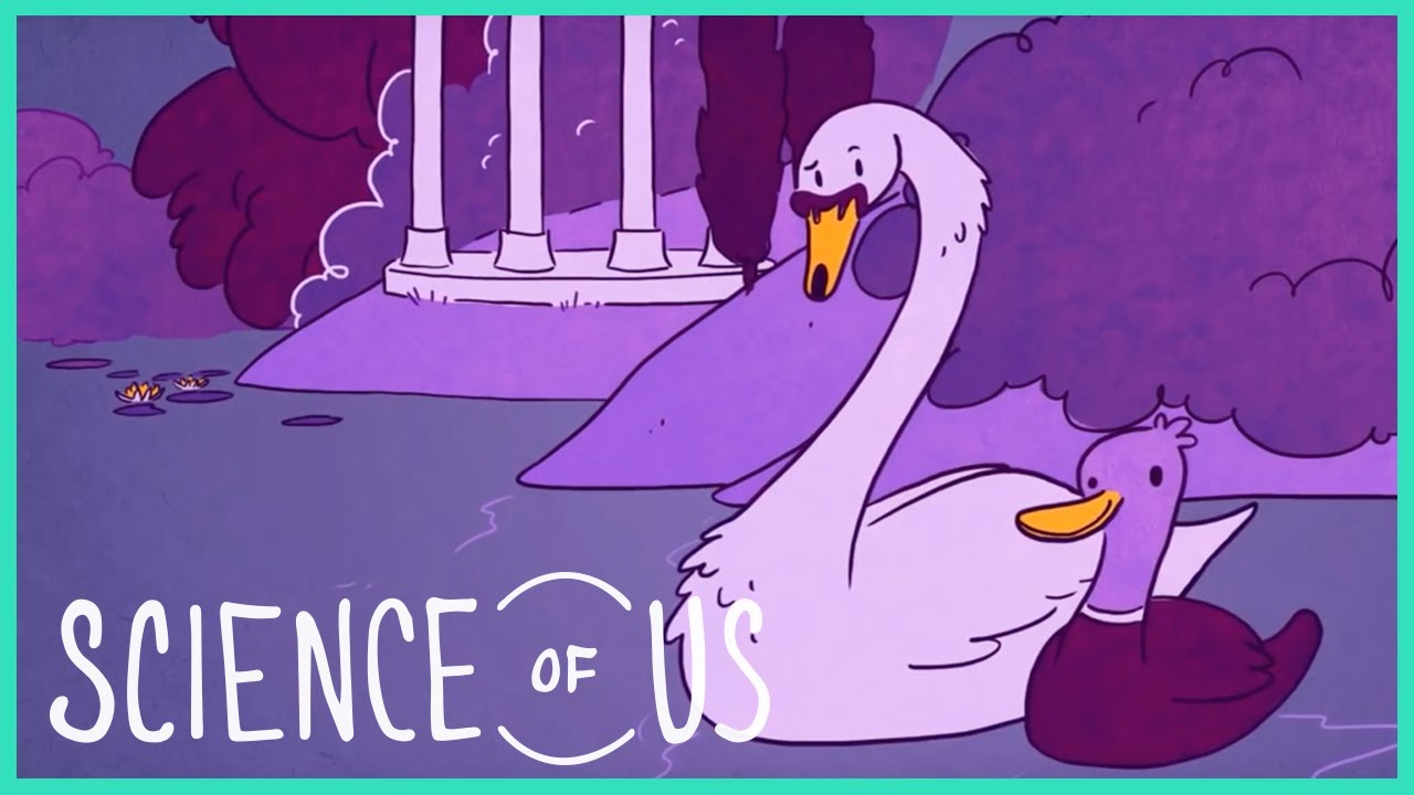 videos for cats Lie About Your Lover: 