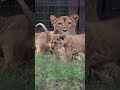 あかちゃんライオンが可愛すぎる件! #shorts #ライオン #Lion #のんほいパーク #豊橋総合動植物公園 #豊橋 #愛知 #zoo #animal名称未設定のデザイン