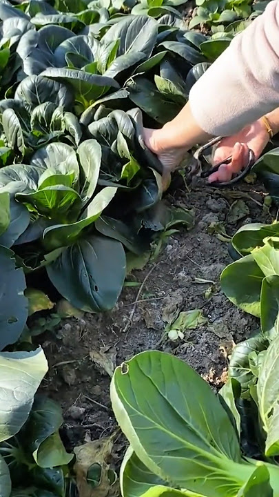 A bare hand is gently gripping and carefully pulling a plump, purple-red radish from the moist garde