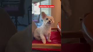 dog sleep music, make a dog sleep all night, dog calming aid, Dog