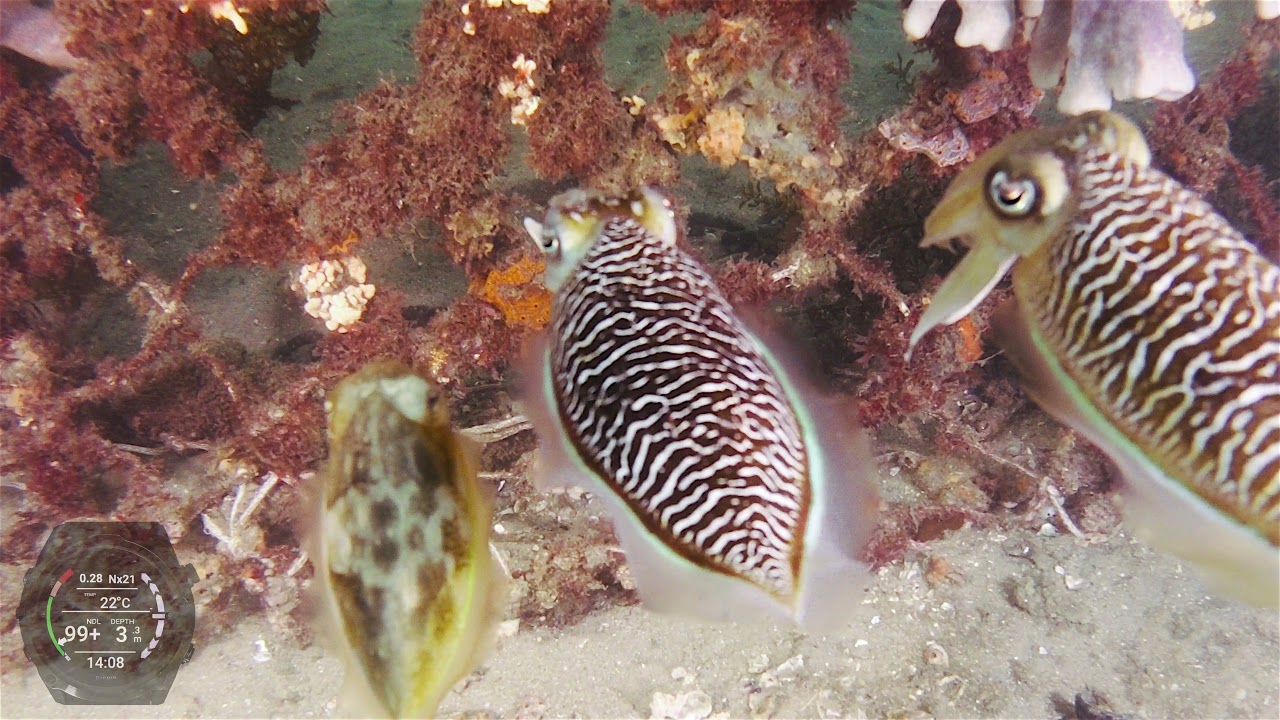 Clifton Gardens Scubadive