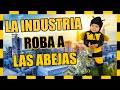 🤑🐝 El ROBO de la apicultura INDUSTRIAL a las ABEJAS - Abejas del Pino