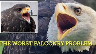 FALCONRY: the NOISE factor that could end it all for you ! Read the description too