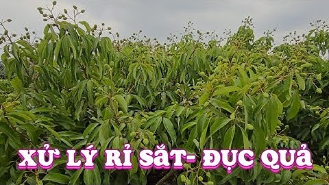 XỬ LÝ LẦN 2 RỈ SẮT - ĐỤC QUẢ CHO VẢI THIỀU LỤC NGẠN