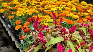 Pre-Potted Plants Delivered to You 🌸 Ready-to-Plant Flowers, Vegetables & Plugs | Holland Bulb Farms