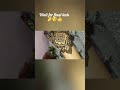 #viralmehndidesign #trendingshorts #mehndi #hennadesign #trasationvideo#mehndi