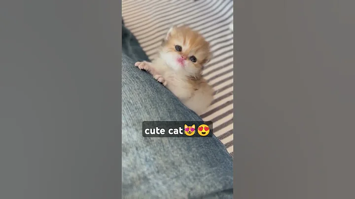 Video 9630541: cats kitten catlover pets, cats pets catlover funny, kitten catlover pets cute, kitten male female cat, cat cute kitten sleeping, cat kitten beautiful funny, kitten playing catlover