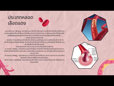 โครงสร้างของหลอดเลือด