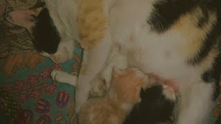 Cutest Kittens With Mum 😺😍