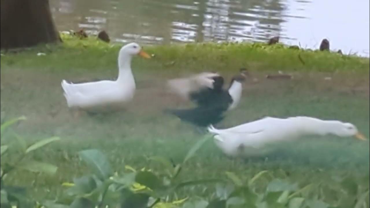 Spying on Pekin Duck Mating with Muscovy Duck & Falls Over, Buddy