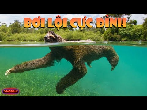 Sloth Là Con Gì - 40 Sự Thật Cực Độc Về Loài Lười Khiến Anh Em Không Tin Nổi Vào Mắt Mình