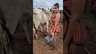 Crazy Cow Again Crazy Cow Milking By Hand Part 2 Tatiane Dairy Farm