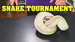Snake madness!!  We are having a ball python tournament!!